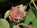 Dried brown seed pod with small hole on stem among leaves; text "© Arun Babu 2015"