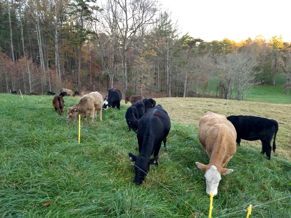 Cows grazing