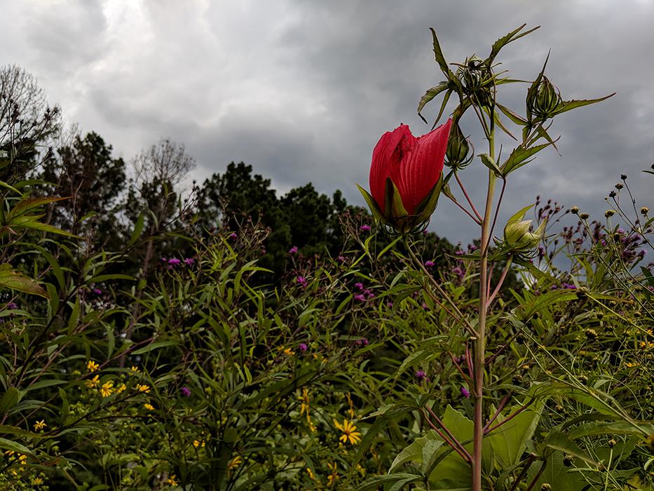 Red rose mallow with tall tickseed and ironweed. 