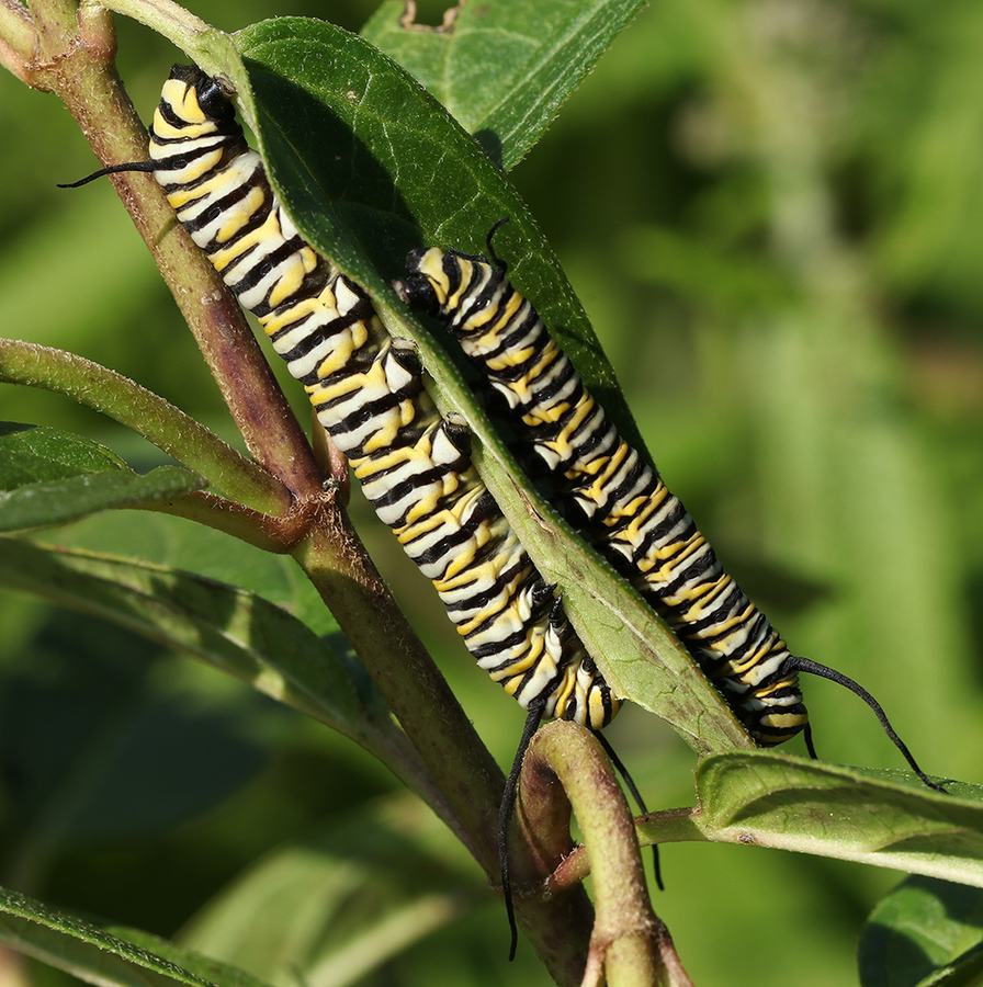 Double decker monarch caterpillars! 