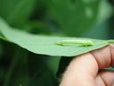 Green caterpillar resting on a leaf held between two fingers