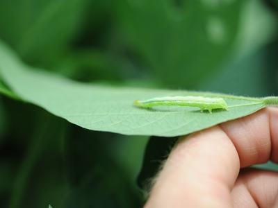 Green caterpillar resting on a leaf held between two fingers
