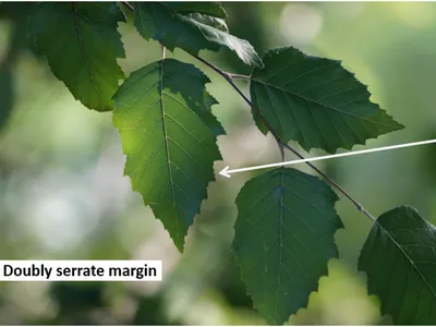 Double Serrate Edges