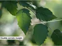 Double Serrate Edges