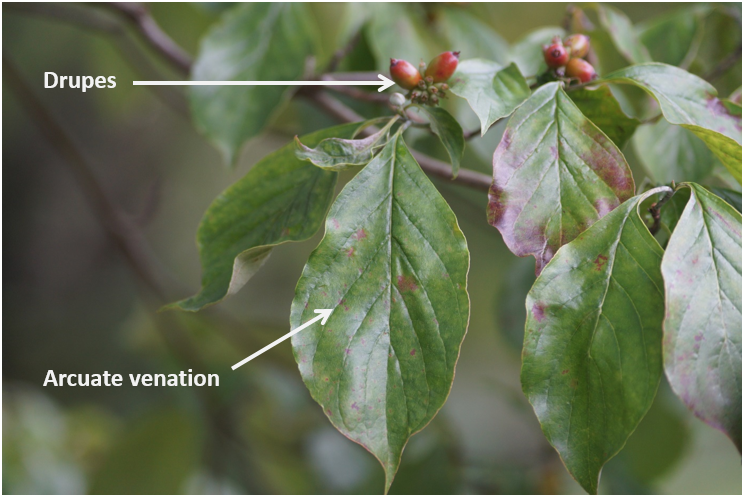 drupes