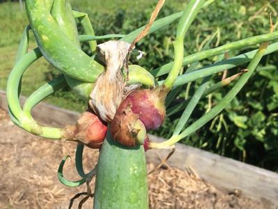 Walking onions