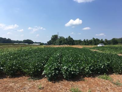 Soybean field