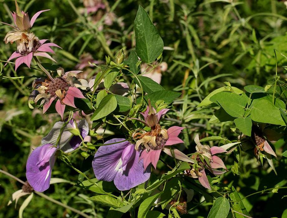 Spurred butterfly pea vine rambles genty over its neighbors - in this case, spotted horsemint.