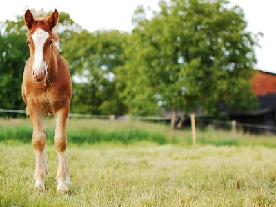 Chestnut foal standing in a grassy field with a blade of grass in its mouth