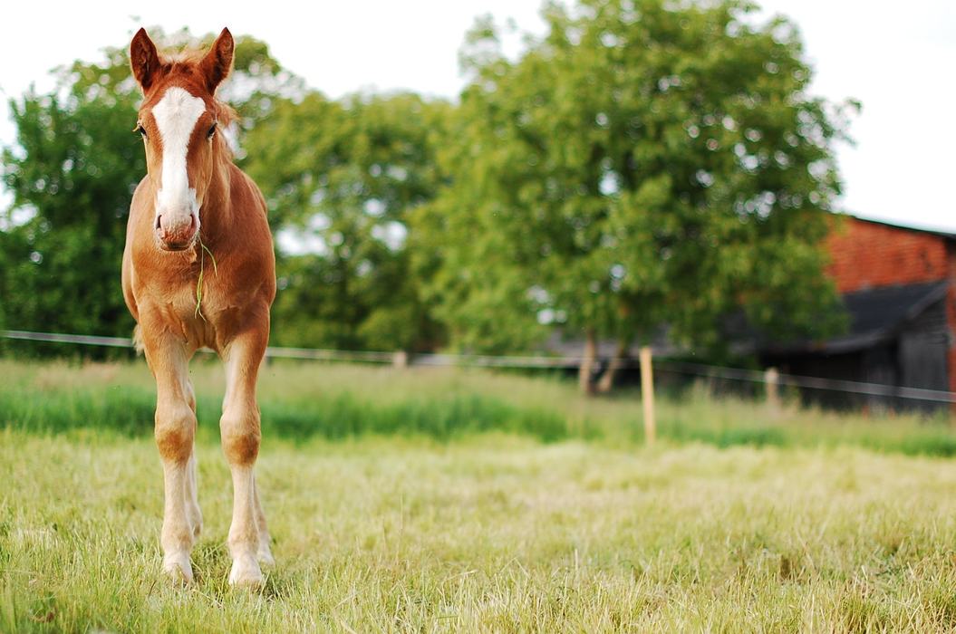Image of a horse in a pasture