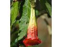Brugmansia sanquinea