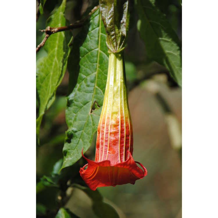 Brugmansia sanquinea