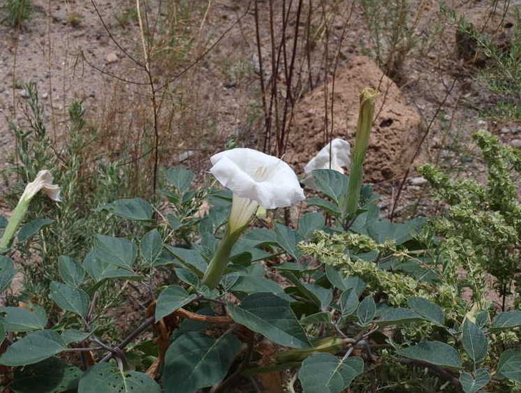 Datura wrightii