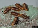 Larvae of the larger elm leaf beetle. Photo: Gerald J. Lenhard, Louiana State Univ, Bugwood.org