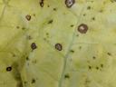 Frogeye leaf spot of tobacco