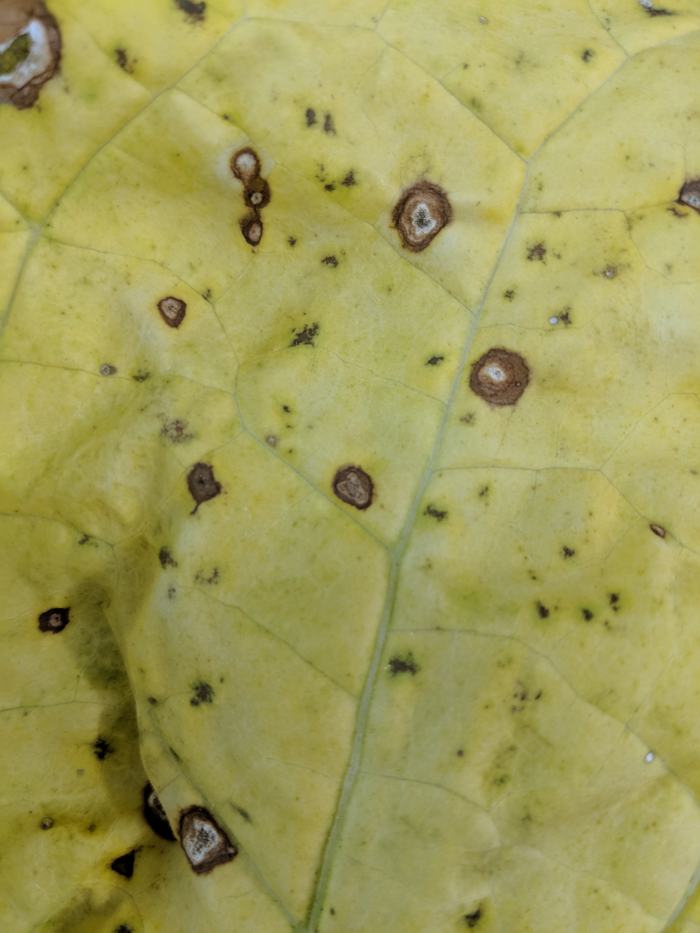 Frogeye leaf spot of tobacco