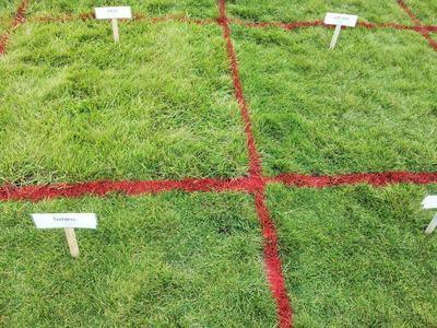 K31 grass