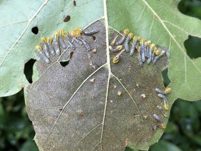 Image of sawfly larvae
