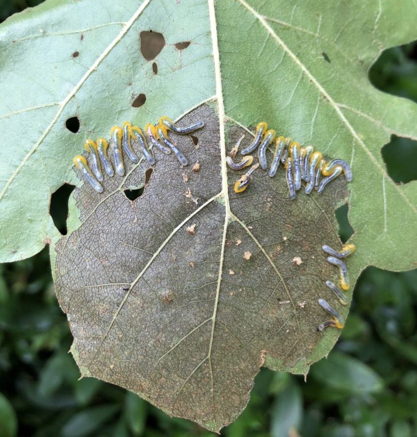 Image of sawfly larvae