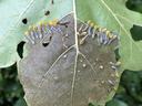 Sawfly larvae, probably Caliroa quercuscoccineae, on a red oak and the window pane damage they cause. Photo: SD Frank