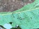 Oak lace bug adults, nymphs, and eggs on the underside of an oak leaf. Photo: SD Frank