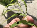 Imported willow leaf beetles and feeding damage on willow. Photo: SD Frank
