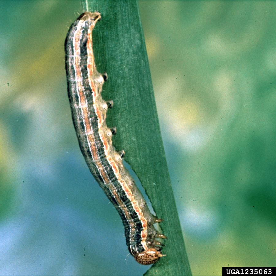 Fall army worm feeding