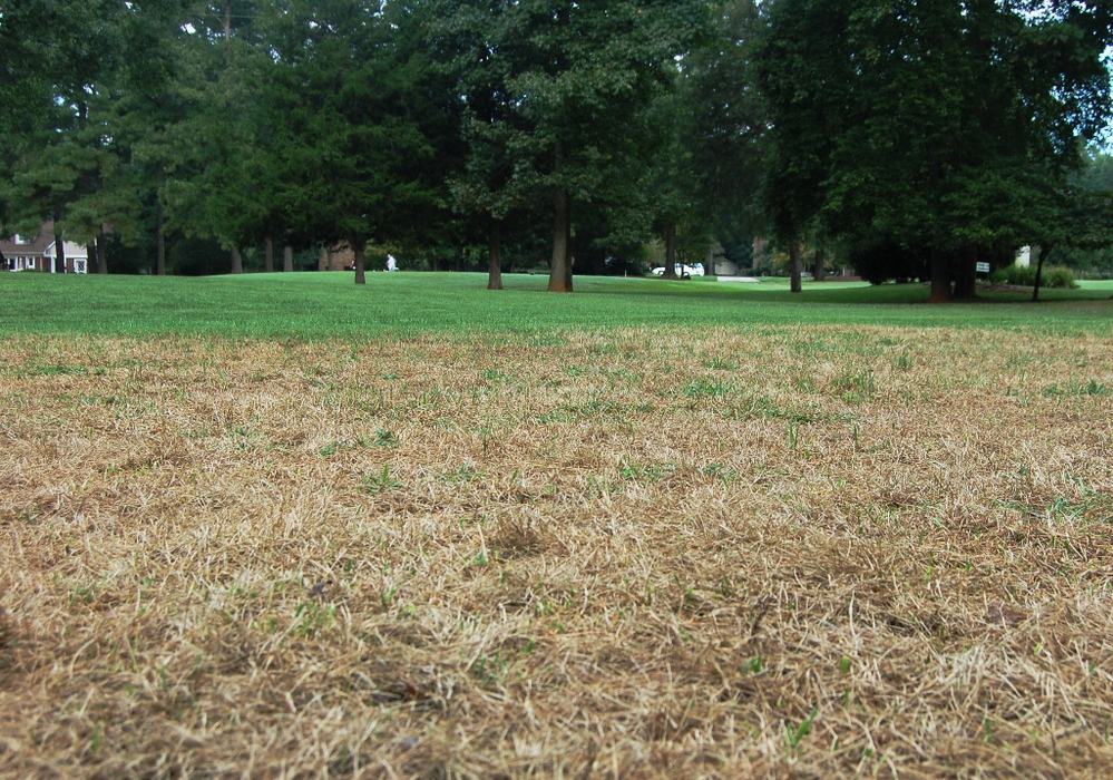 Lawn Damage