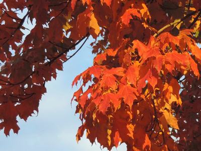 Red and orange maple leaves on tree branches against a blue sky