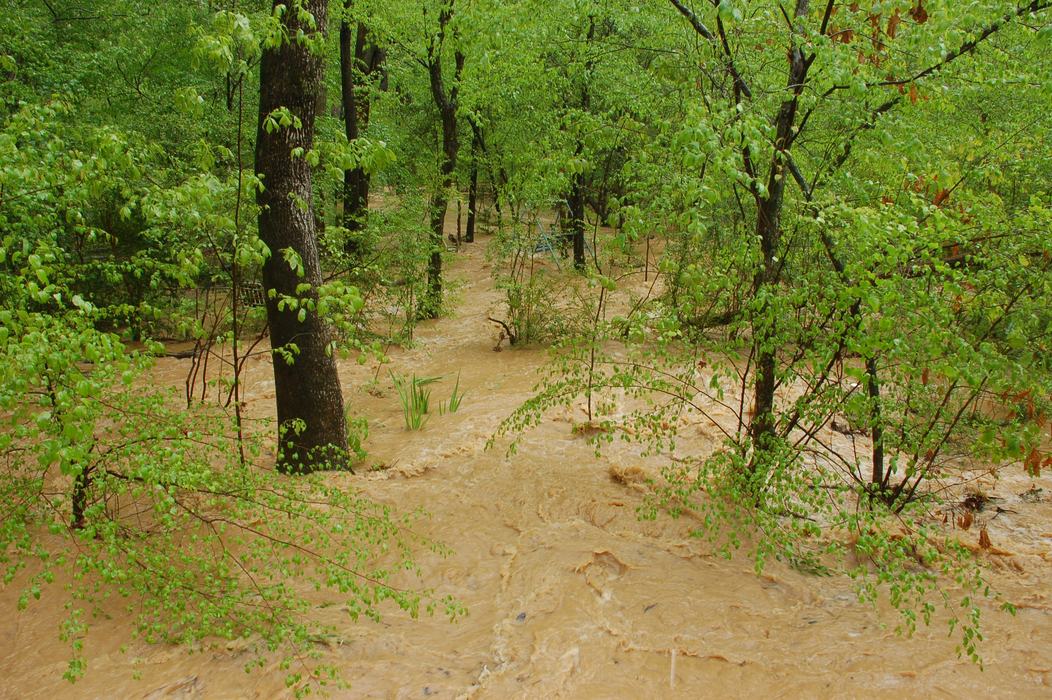 A creek flooding a forest in North Carolina