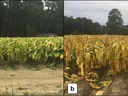 Panels a and b: rows of yellowing tobacco plants in a field with dirt rows and trees