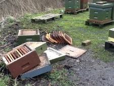 Overturned and stacked beehive boxes and frames beside intact beehives on muddy ground