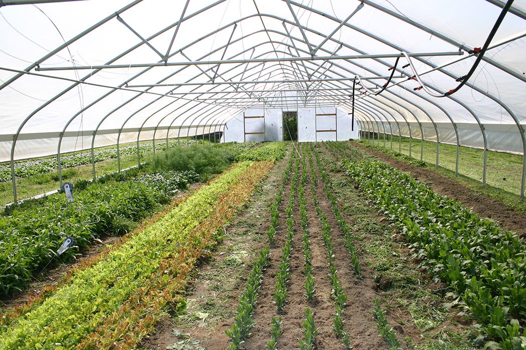 Atlas greenhouse at Maple Spring Gardens
