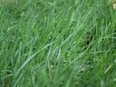 Grass in a lawn