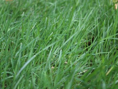 Grass in a lawn