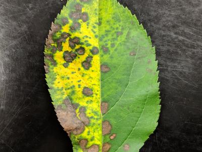 Marssonina leaf blotch