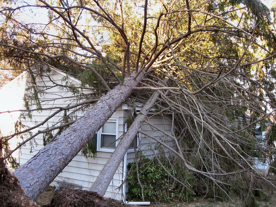 large tree that has fallen on a house