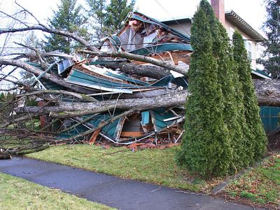 Multiple large trees collapsed onto a house, crushing its roof and walls