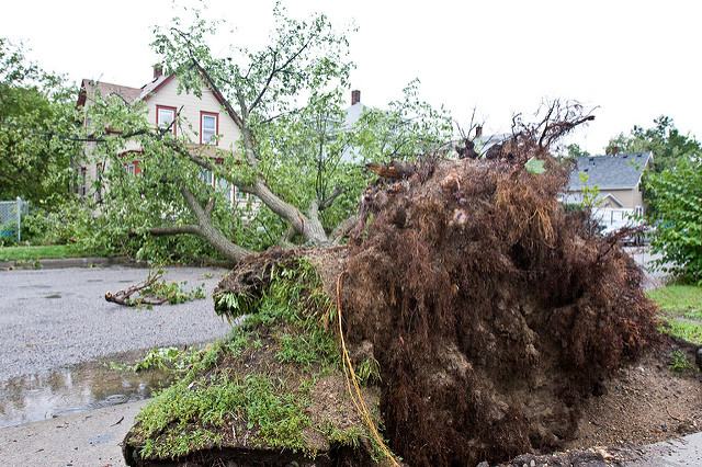 large uprooted tree 