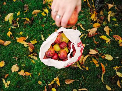 bag of apples