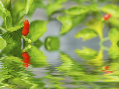 flooded chili plant