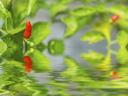 flooded chili plant