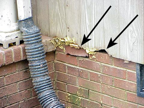 Rat chewing damage to house siding. (Image - M. Waldvogel)