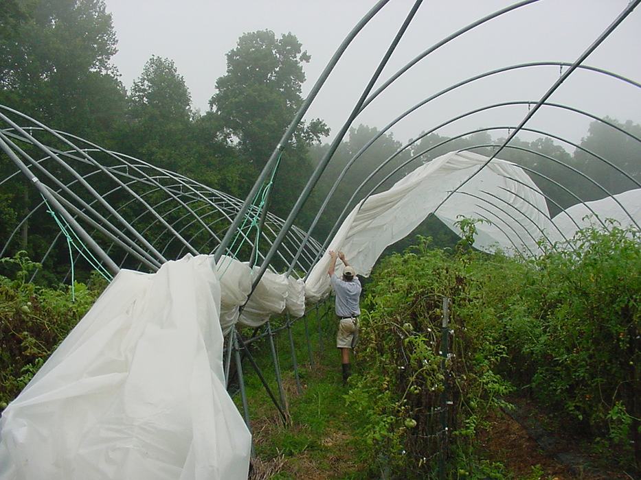 Alex Hitt removes the plastic from a Haygrove tunnel before Hurricane Charley in 2004. 