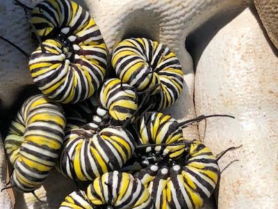 larvae