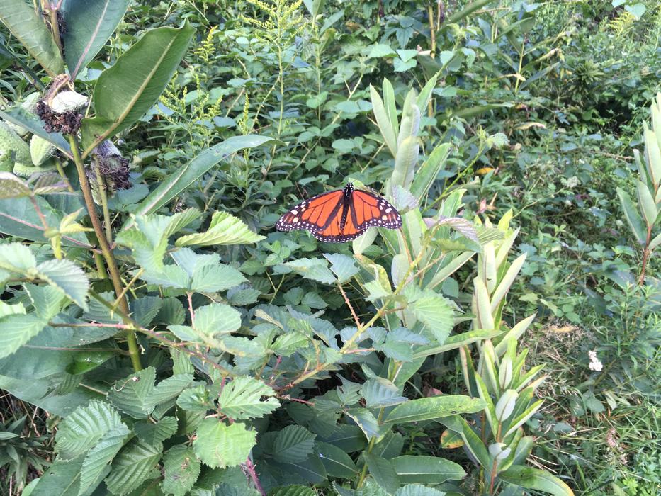butterfly om ,ilkweed