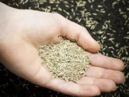 Image of seeds