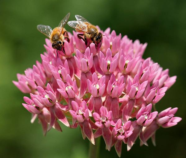 Honey bees on red milkweed