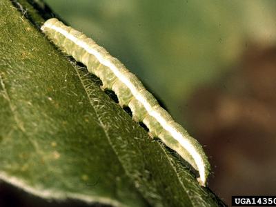Green caterpillar with white dorsal stripe crawling along edge of hairy leaf; label UGA1435052