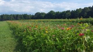 flowers in a dense row of plants